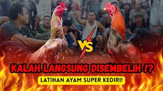 Download lagu Rahasia Ayam Super Blitar Kediri — The Spirit Behind the Fight mp3 Download lagu Rahasia Ayam Super Blitar Kediri — The Spirit Behind the Fight mp3