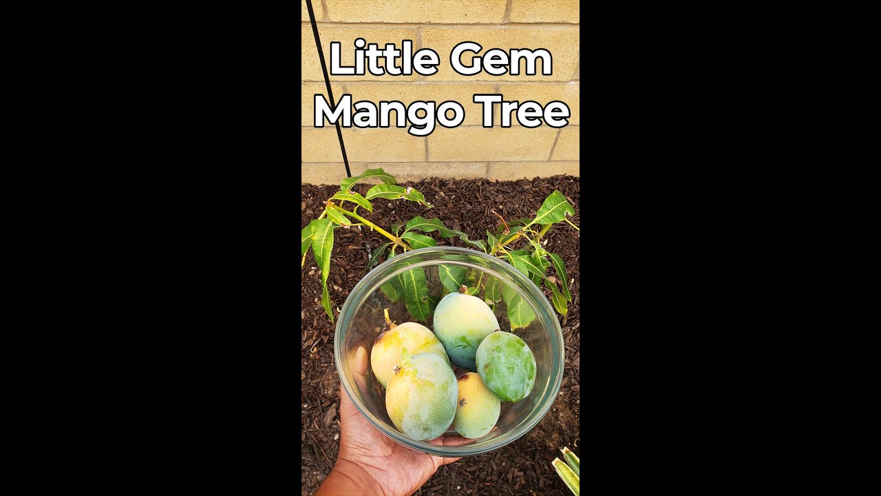 Mango Tree - Little Gem - Fruit Tree #shorts