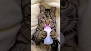 Download lagu kucing pingin susu #fypシ#shorts 😿😿😿🥱🥱🪴💓🌲#6534 mp3 Download lagu kucing pingin susu #fypシ#shorts 😿😿😿🥱🥱🪴💓🌲#6534 mp3