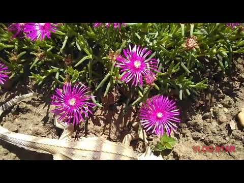 СОЛНЕЧНОЕ НАСТРОЕНИЕ)))