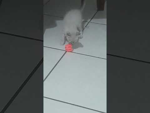 Vídeo de Mia e Miau