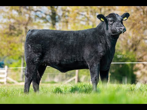 Lot 1 - Morpheus Rosanna W065