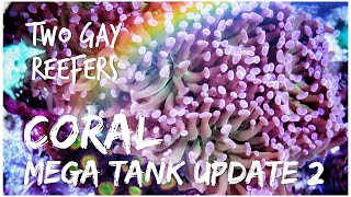 Mega Tank Update #2 - Coral