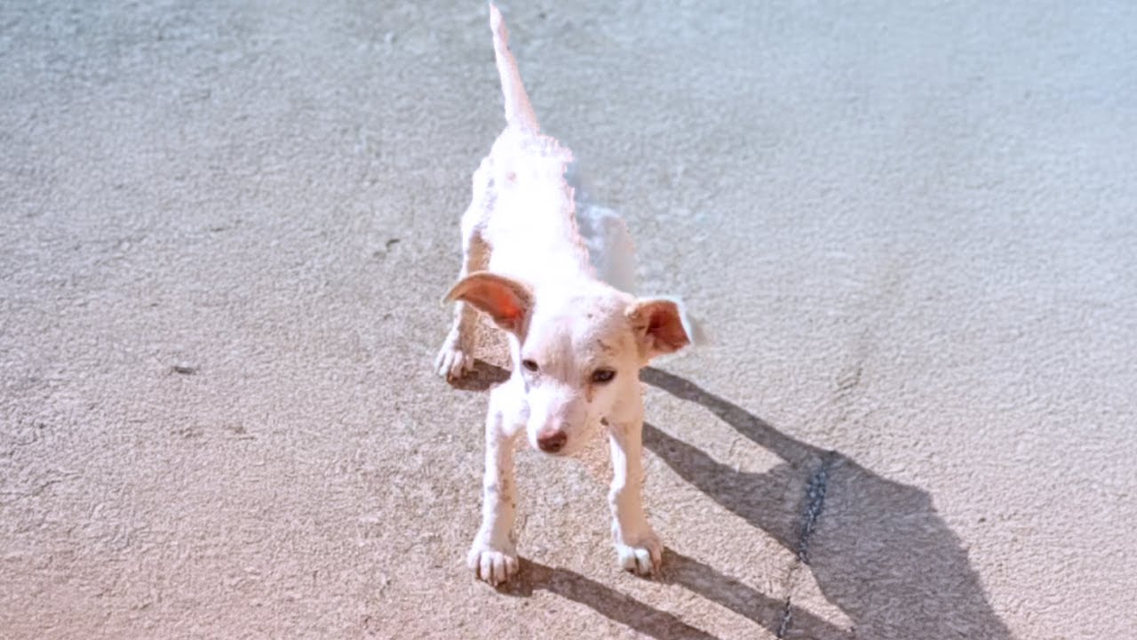 Malnourished puppy just wanted some leftovers but he had to run away in tears