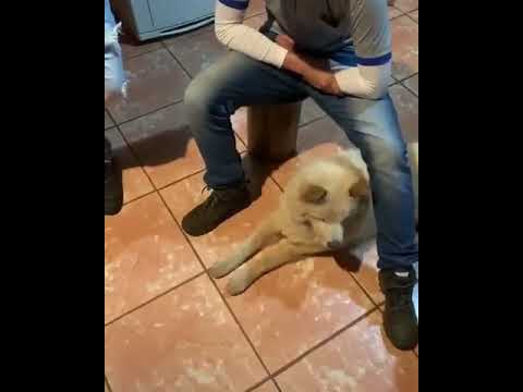 YouTube video preview