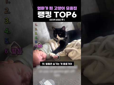엄마가 된 고양이 모음집 랭킹 TOP6
