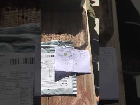 download lagu mp3 mp4 Semillas De Bambu, download mp3 Semillas De Bambu free download, download mp3 Semillas De Bambu