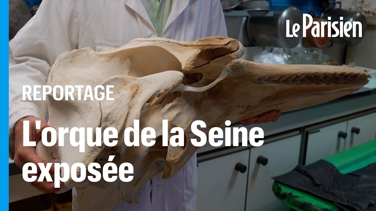 Dans le labo du Muséum d’histoire naturelle qui prépare «l’orque de la Seine»