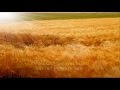 Eva Cassidy - Fields of Gold lyrics 