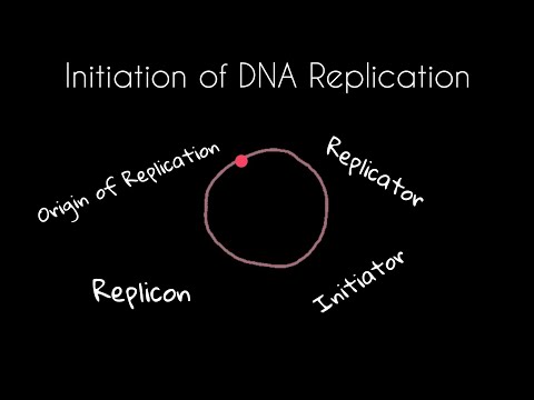 DNA Replication Initiation /Origin of replication /Replicon/Initiator/Replicator/بالعربي