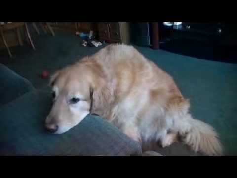 golden retreiver ( SARGE)