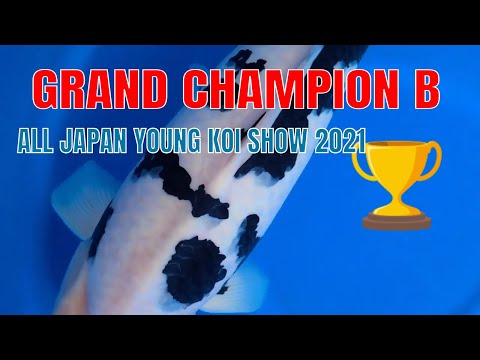 GRAND CHAMPION B - ALL JAPAN YOUNG KOI SHOW 2021