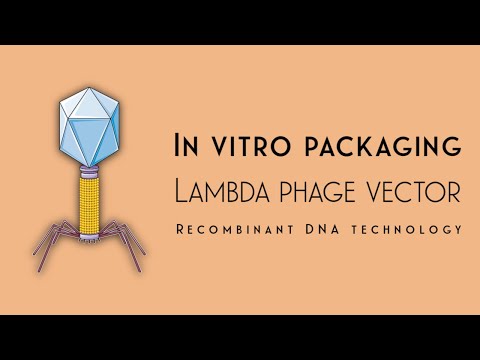 In vitro packaging using λ-phage | Recombinant DNA technology | Akash Mitra