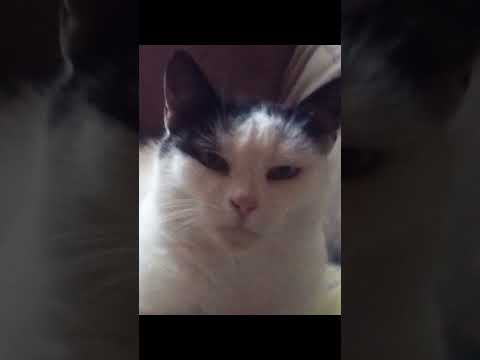 Tribute to my cat Pika