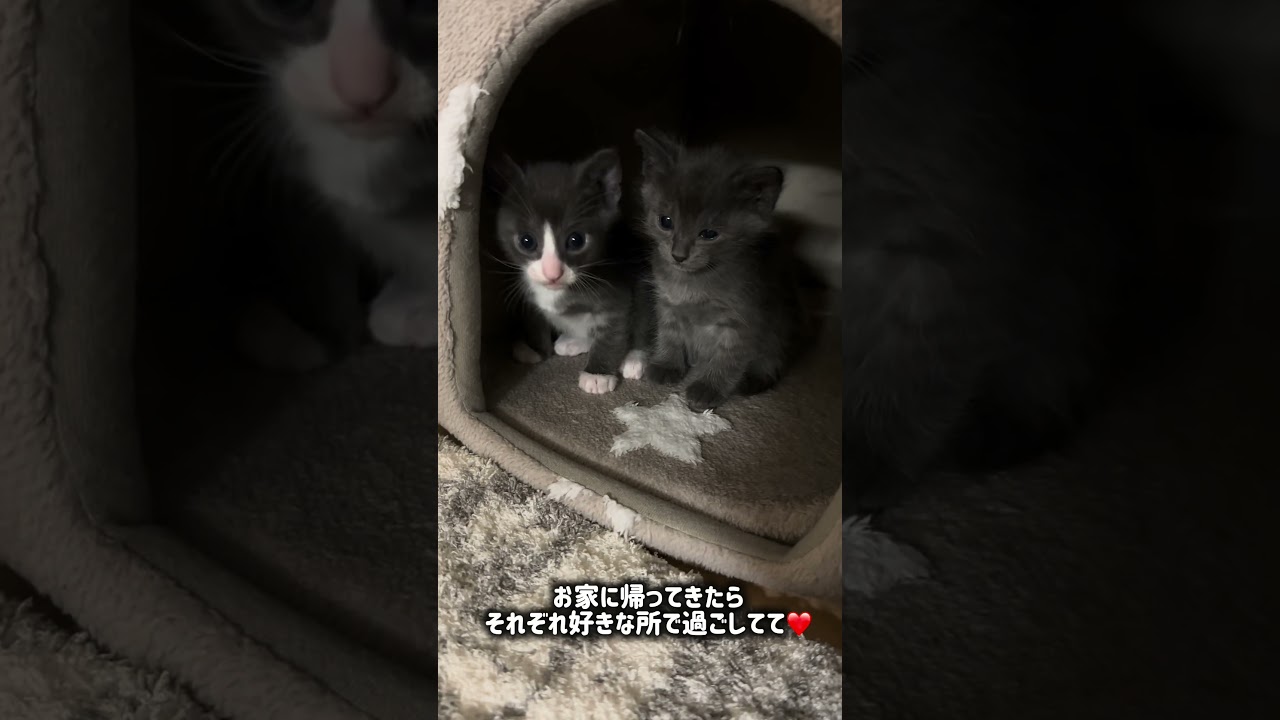 昨日の続きも同じ日の様子を動画にしてみました🎀ソファから飛ぼうとするニョッキ、日中のねこまるの育児、みんなの個性などなど🤍どのシーンが好きですか🫶🏻 #猫 #kittens #子猫