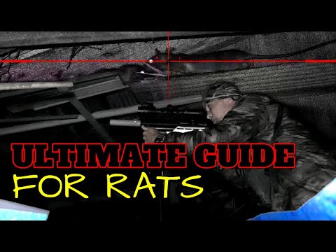 Rat Hunting: Ultimate Airgun Guide for Effective Pest Control!