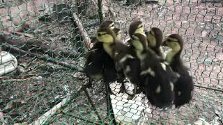 #duckhunting #ducks #ducklingspro #amazingducks #beautifulducks #funnyanimal #shortvideo cuteducks