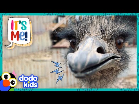 Ernie The Dancing Emu Has The Hoppiest Best Friends | It's Me! | Dodo Kids