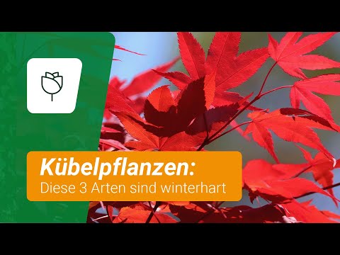Winterharte Kübelpflanzen: Diese 3 Arten sind besonders empfehlenswert