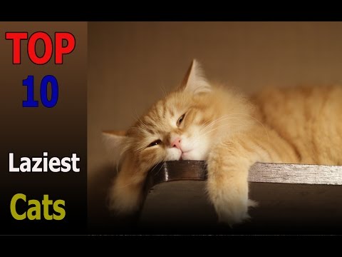 Top 10 laziest cat breeds | Top 10 animals