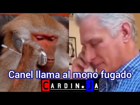 Canel llama al mono fugado