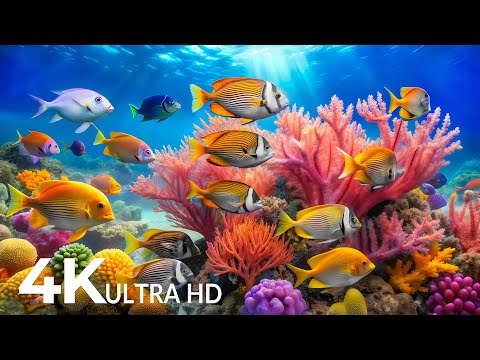 AQUARIUM 4K (ULTRA HD) - Beautiful Fish Swimming & Colorful Sea Life Video 🐠 Deep Sleep Music #13