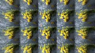 Video EmericvS: Flowers of Solitude