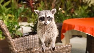 CUTEST BABY RACCOONS!