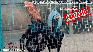 Download lagu ingin sukses ternak ayam bangkok ? ini dia tips sukses ternak ayam cara rubby pakhoy mp3