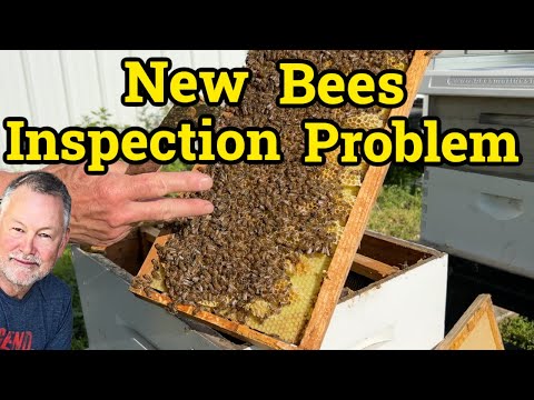 Beekeeping Problem Solving First Inspection