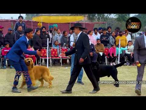 Patiala Dog Show | Final Line up | Judge: Mohd. Muneer Bin Jung | Doggo Diaries