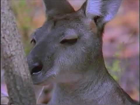 "The Call Of Kakadu" (Australian Wildlife Video VHS tape 1996)