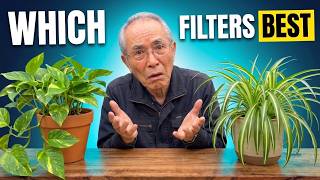 Pothos Vs Snake plant Which Filters Aquarium Best