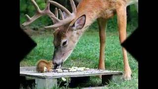 Säg Det Igen - Lisa Nilsson  / CD:n  Ingen Gör Det Bättre