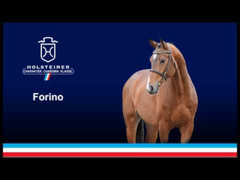 Holsteiner Verbandshengste 2019 - Forino