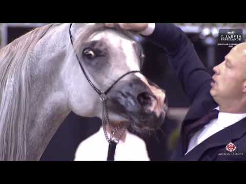 N 51 ECHO ANASTAZJA   European Championship 2023   Mares 4 6 Years Old   Section A Class 7A