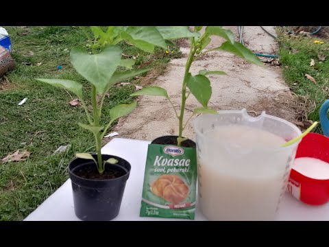 Ovim rastvorom zaštitite parike od gljivica i ubzajte rast