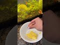 How To Turn An Egg Into Fish Food