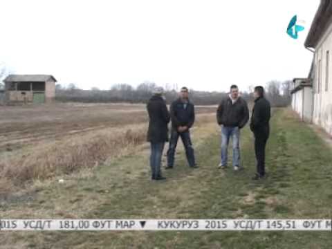 Dobri prinosi lekovitog bilja, ali cena niska