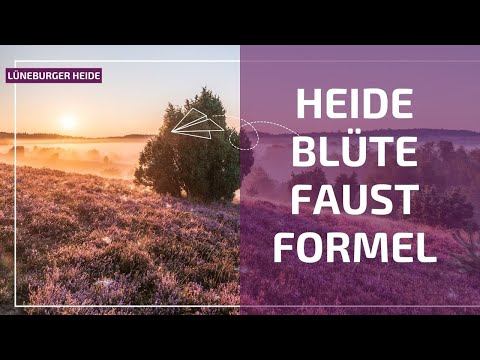 Heideblüte Faustformel für den Termin | Lüneburger Heide