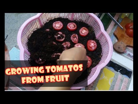 , title : 'HOW TO GROW TOMATOES AT HOME FROM SEED | CARA CEPAT SPROUT, TANAM TOMAT dr BUAH MEDIA TANAM SUBUR'