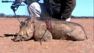 preview picture of video 'Top T Safaris South Africa Bowhunt Warthog - Ernst du Plessis Ellisras'