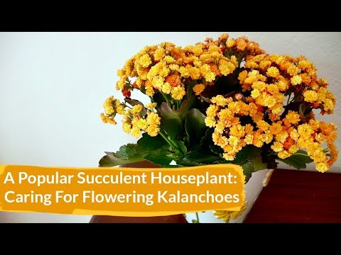 , title : 'How to Care for Flowering Kalanchoes Indoors / Joy Us Garden'