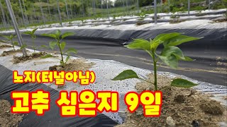 괴산 청결 고추 정식 9일 3일 비교하고 생육상태 체크 풀뿌리농장 자연특별시괴산 자연울림 [고추재배방법]