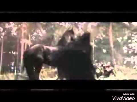 Pegasus King of the Horses