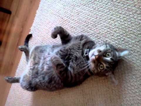 Socrates: Mauuu (lil bro's cat)