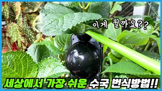 어려운 수국삽목 더이상 하지 마세요!! 더 쉬운 방법이 있습니다!!