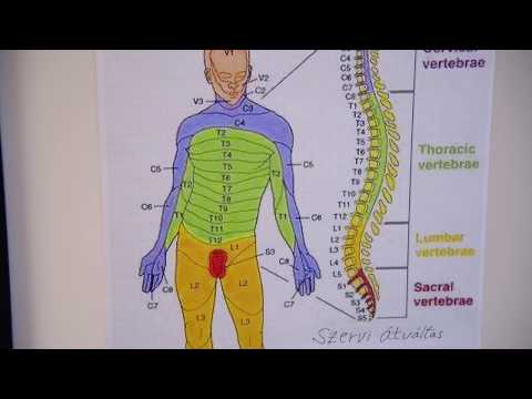 derékfájás hipertónia)