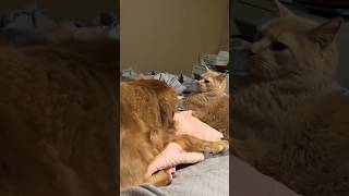 #cat #cute #catvideo #cutecat #funnyvideo #funny #pets