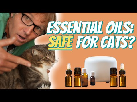 Are Essential Oils Safe for Cats?